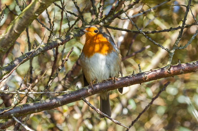 Ireland Aug 2014 (26)